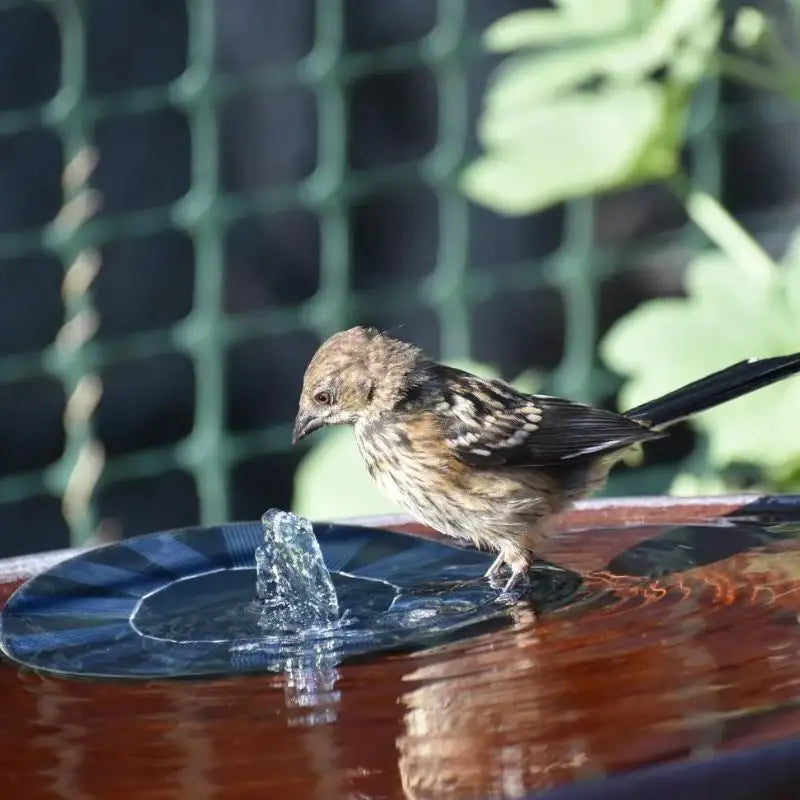 Solar Powered Fountain - Nunis Essentials